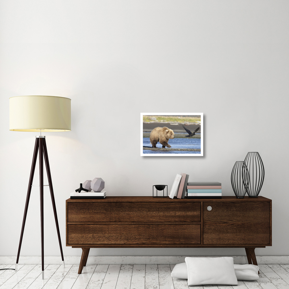 Grizzly Bear walking along water and scaring away Common Raven, Katmai National Park, Alaska-Paper Art-26&quotx18"