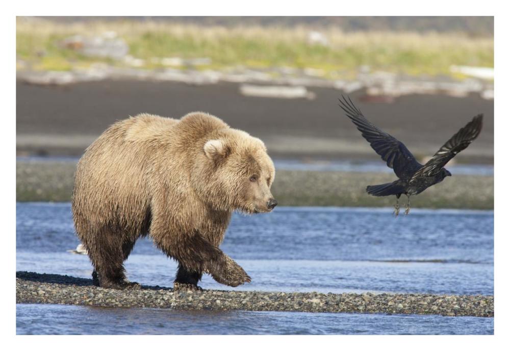 Grizzly Bear walking along water and scaring away Common Raven, Katmai National Park, Alaska-Paper Art-32"x22"