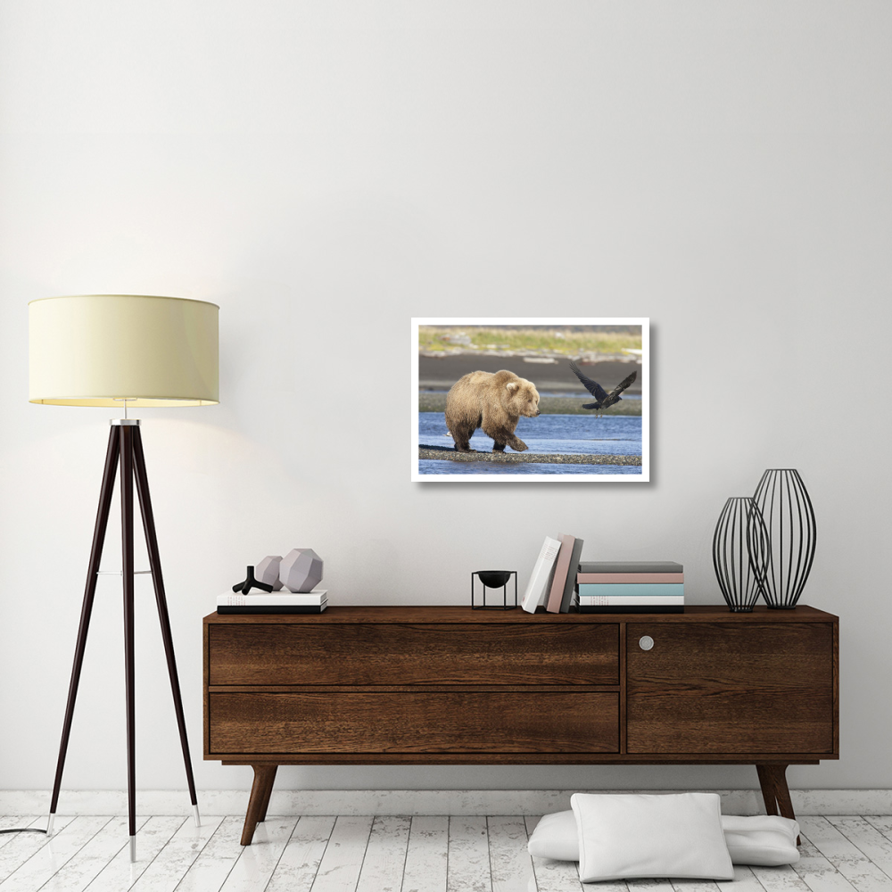 Grizzly Bear walking along water and scaring away Common Raven, Katmai National Park, Alaska-Paper Art-32&quotx22"