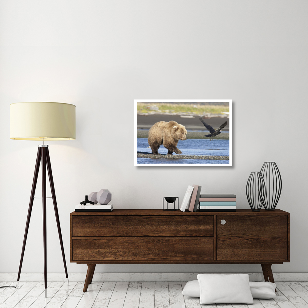 Grizzly Bear walking along water and scaring away Common Raven, Katmai National Park, Alaska-Paper Art-38&quotx26"