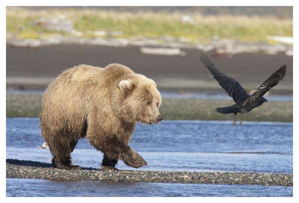 Grizzly Bear walking along water and scaring away Common Raven, Katmai National Park, Alaska-Paper Art-50"x34"
