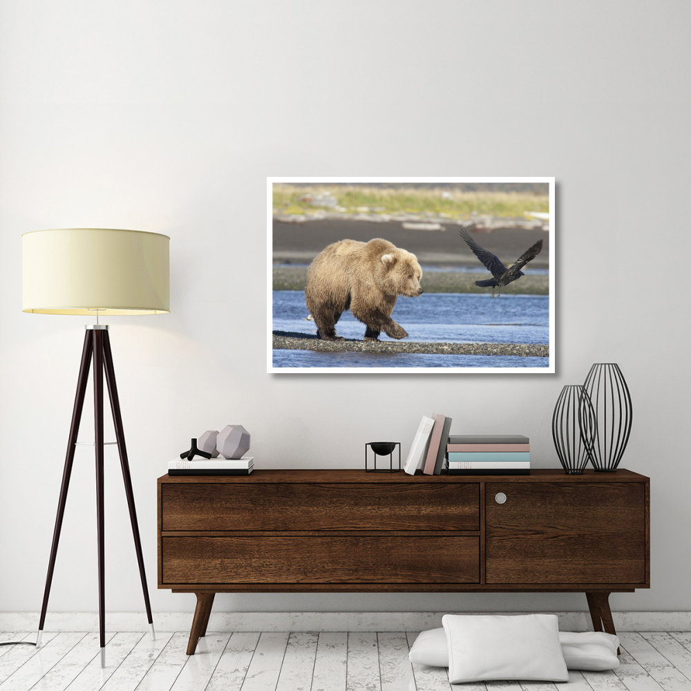Grizzly Bear walking along water and scaring away Common Raven, Katmai National Park, Alaska-Paper Art-50&quotx34"