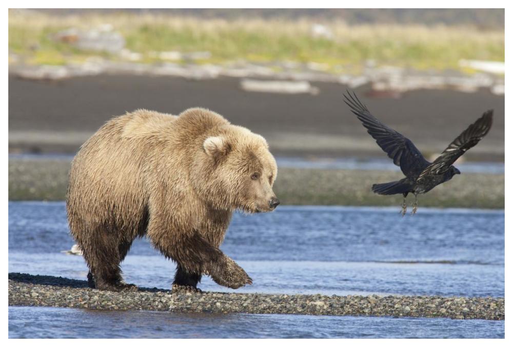 Grizzly Bear walking along water and scaring away Common Raven, Katmai National Park, Alaska-Paper Art-62"x42"