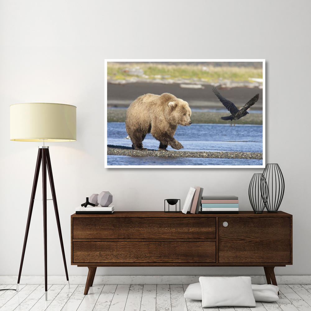 Grizzly Bear walking along water and scaring away Common Raven, Katmai National Park, Alaska-Paper Art-62&quotx42"