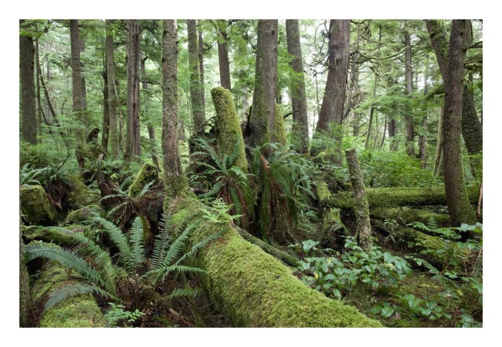 Interior of old-growth temperate rainforest, Vancouver Island, Cape Scott Provincial Park, Canada-Paper Art-26"x18"