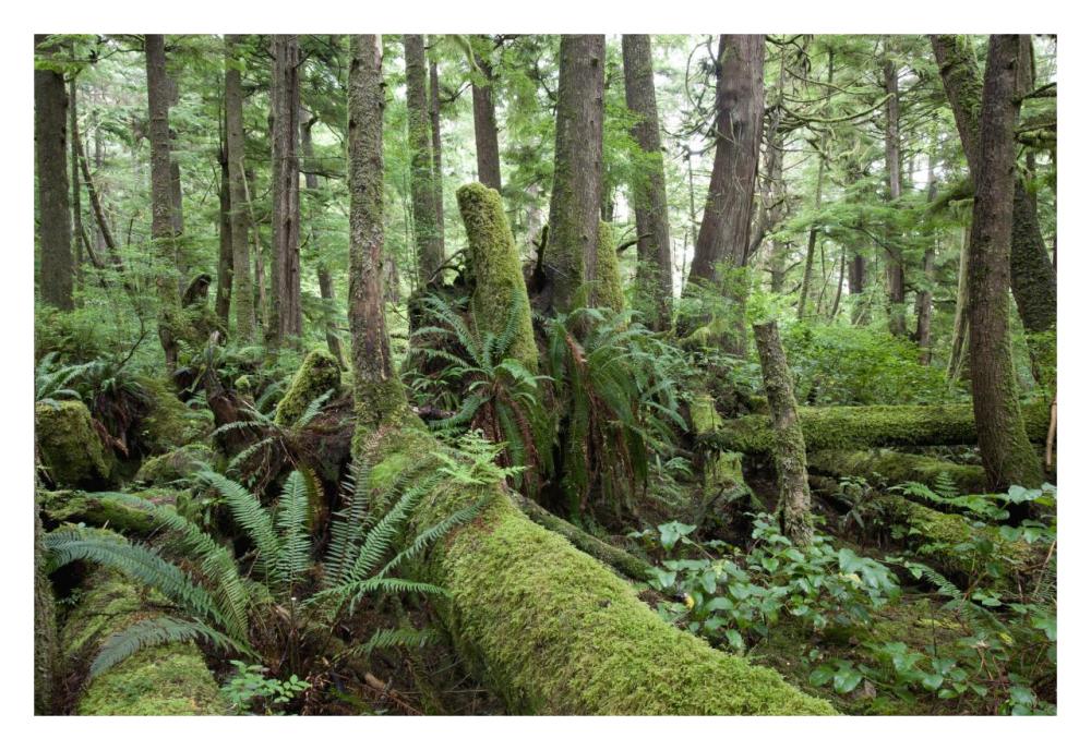 Interior of old-growth temperate rainforest, Vancouver Island, Cape Scott Provincial Park, Canada-Paper Art-32"x22"