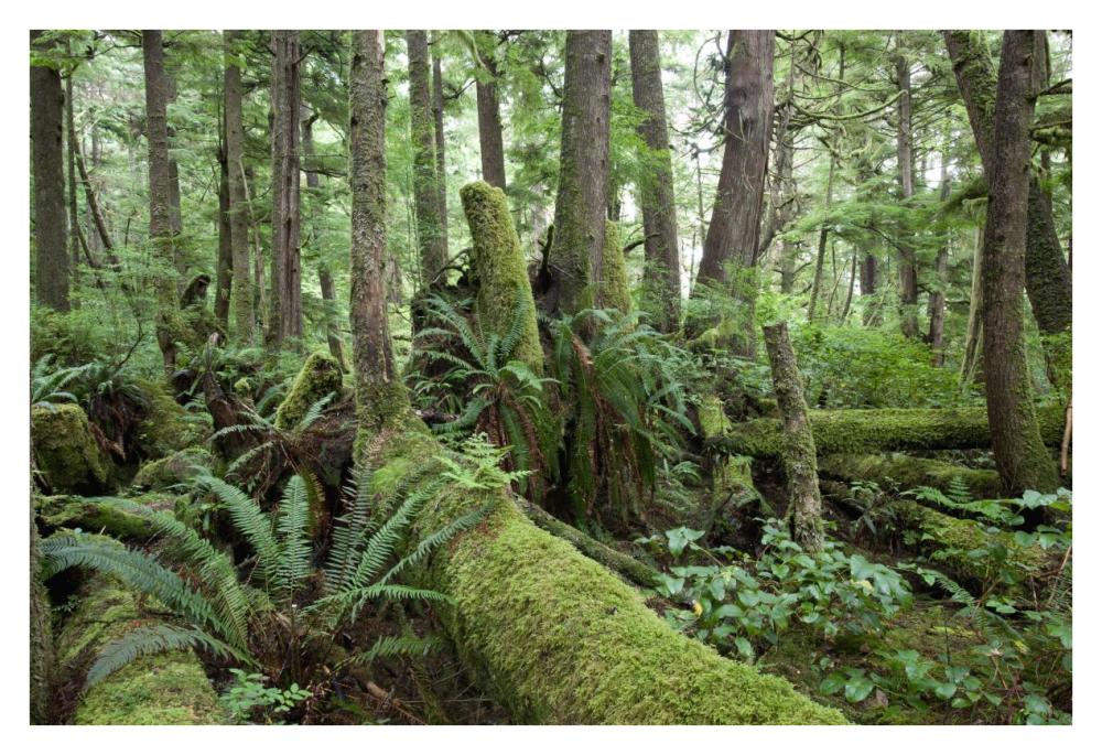 Interior of old-growth temperate rainforest, Vancouver Island, Cape Scott Provincial Park, Canada-Paper Art-38"x26"