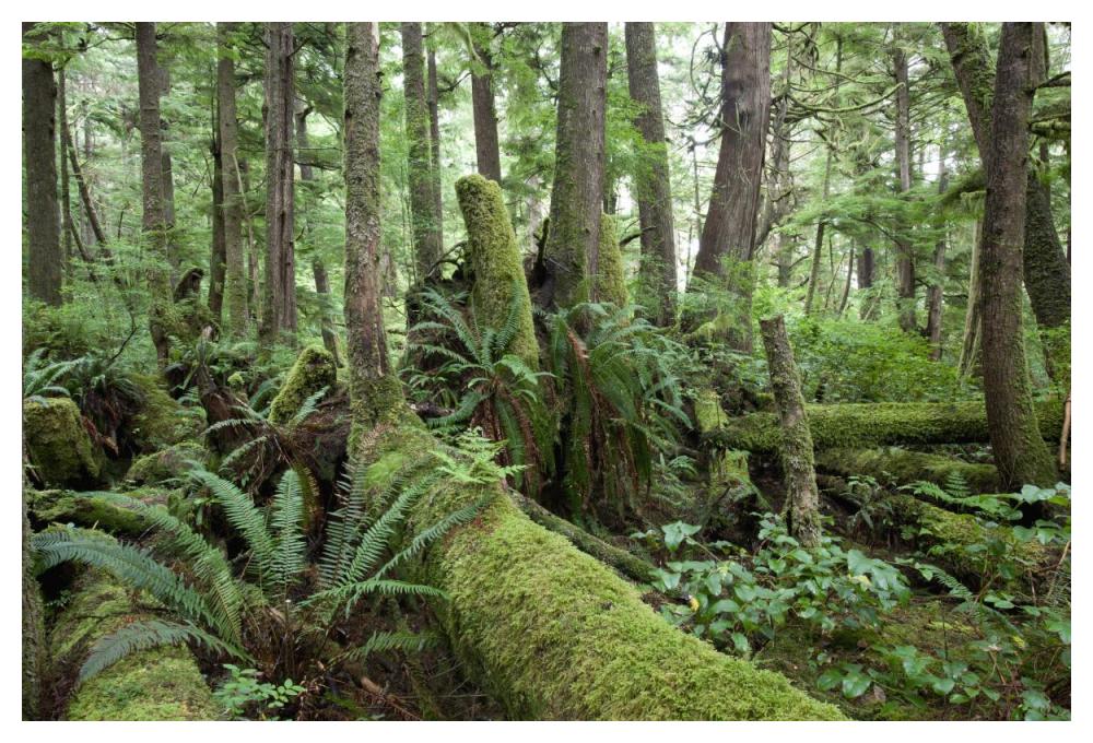 Interior of old-growth temperate rainforest, Vancouver Island, Cape Scott Provincial Park, Canada-Paper Art-50"x34"