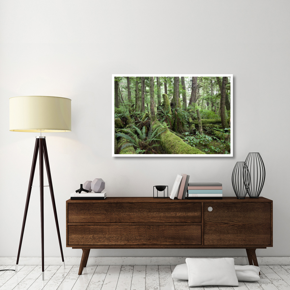 Interior of old-growth temperate rainforest, Vancouver Island, Cape Scott Provincial Park, Canada-Paper Art-50&quotx34"