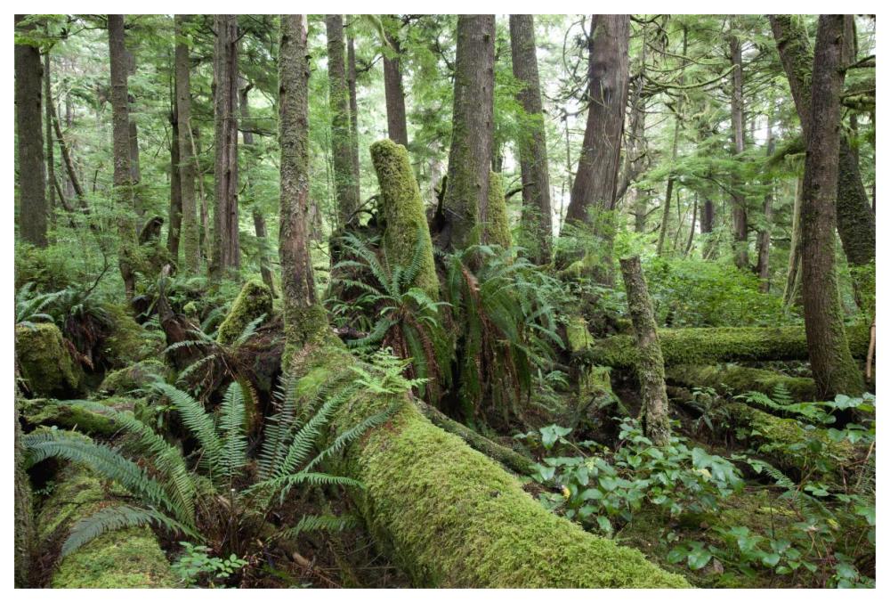 Interior of old-growth temperate rainforest, Vancouver Island, Cape Scott Provincial Park, Canada-Paper Art-62"x42"