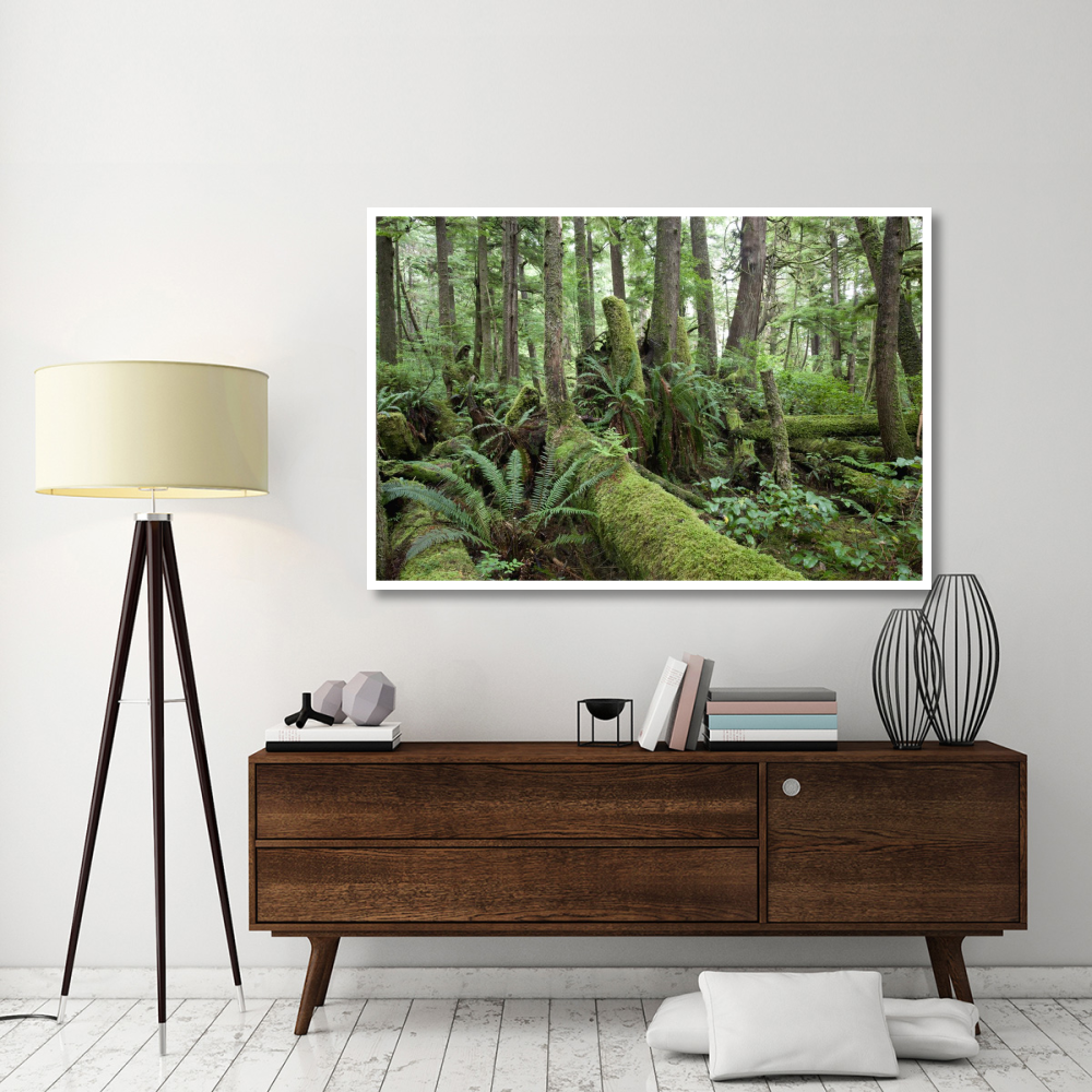 Interior of old-growth temperate rainforest, Vancouver Island, Cape Scott Provincial Park, Canada-Paper Art-62&quotx42"