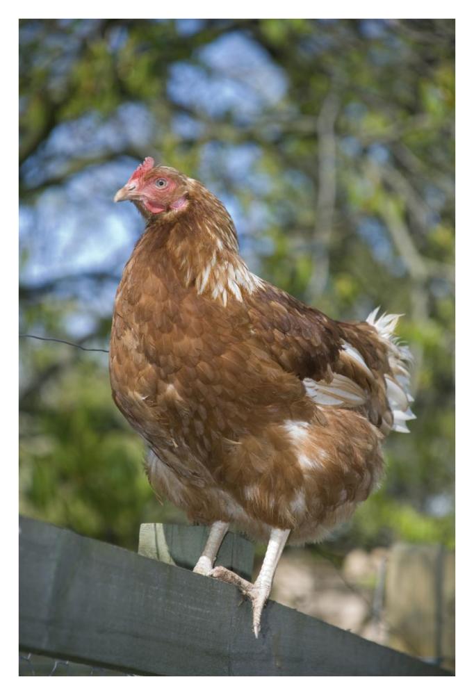 Domestic Chicken, free-range hen, standing on fence, Kent, England-Paper Art-26"x38"