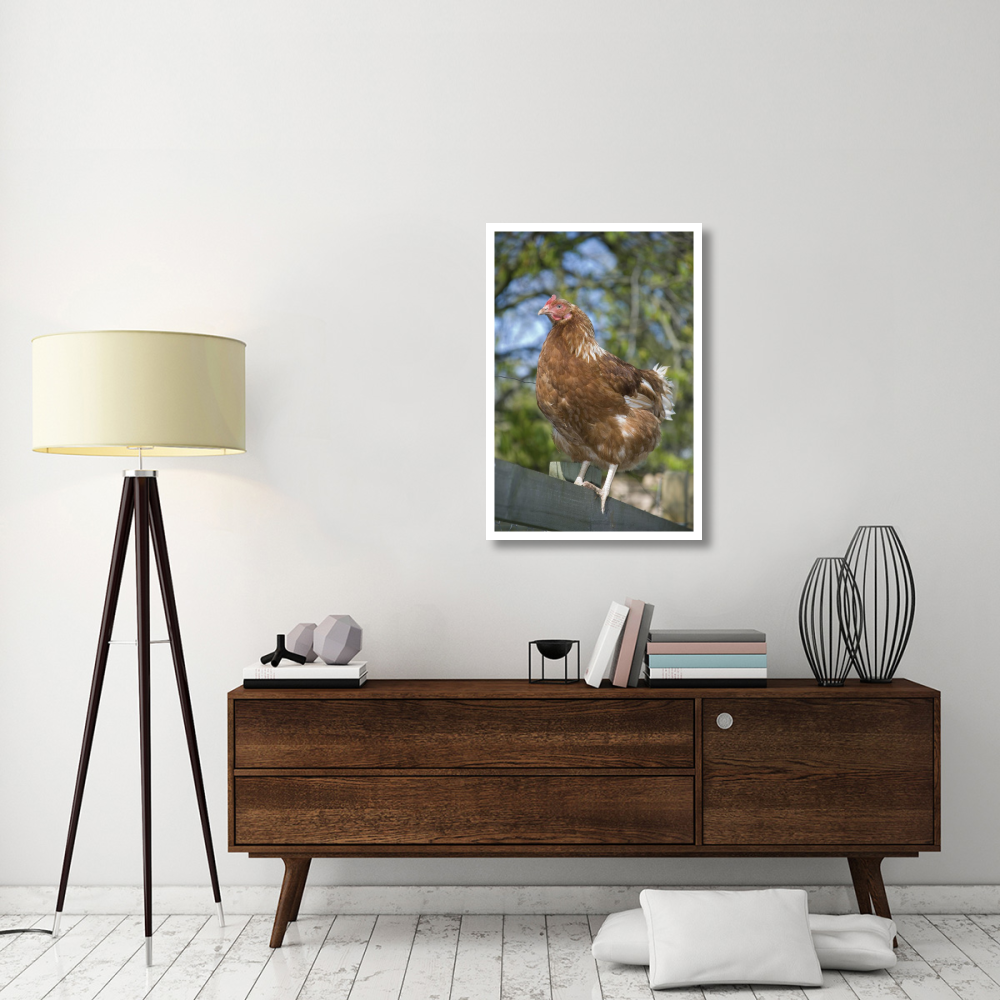 Domestic Chicken, free-range hen, standing on fence, Kent, England-Paper Art-26&quotx38"