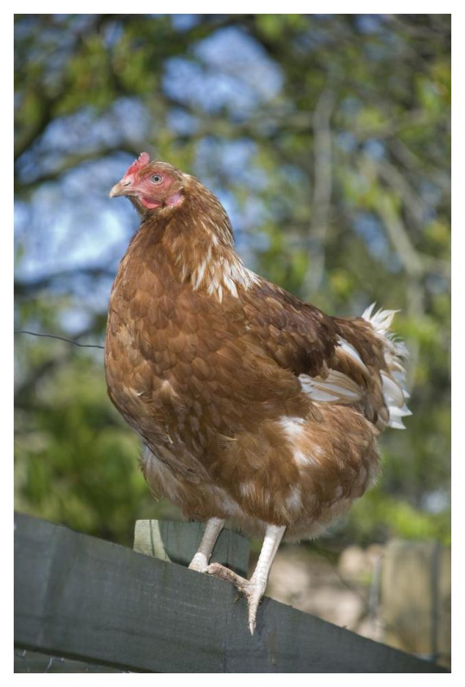 Domestic Chicken, free-range hen, standing on fence, Kent, England-Paper Art-34"x50"