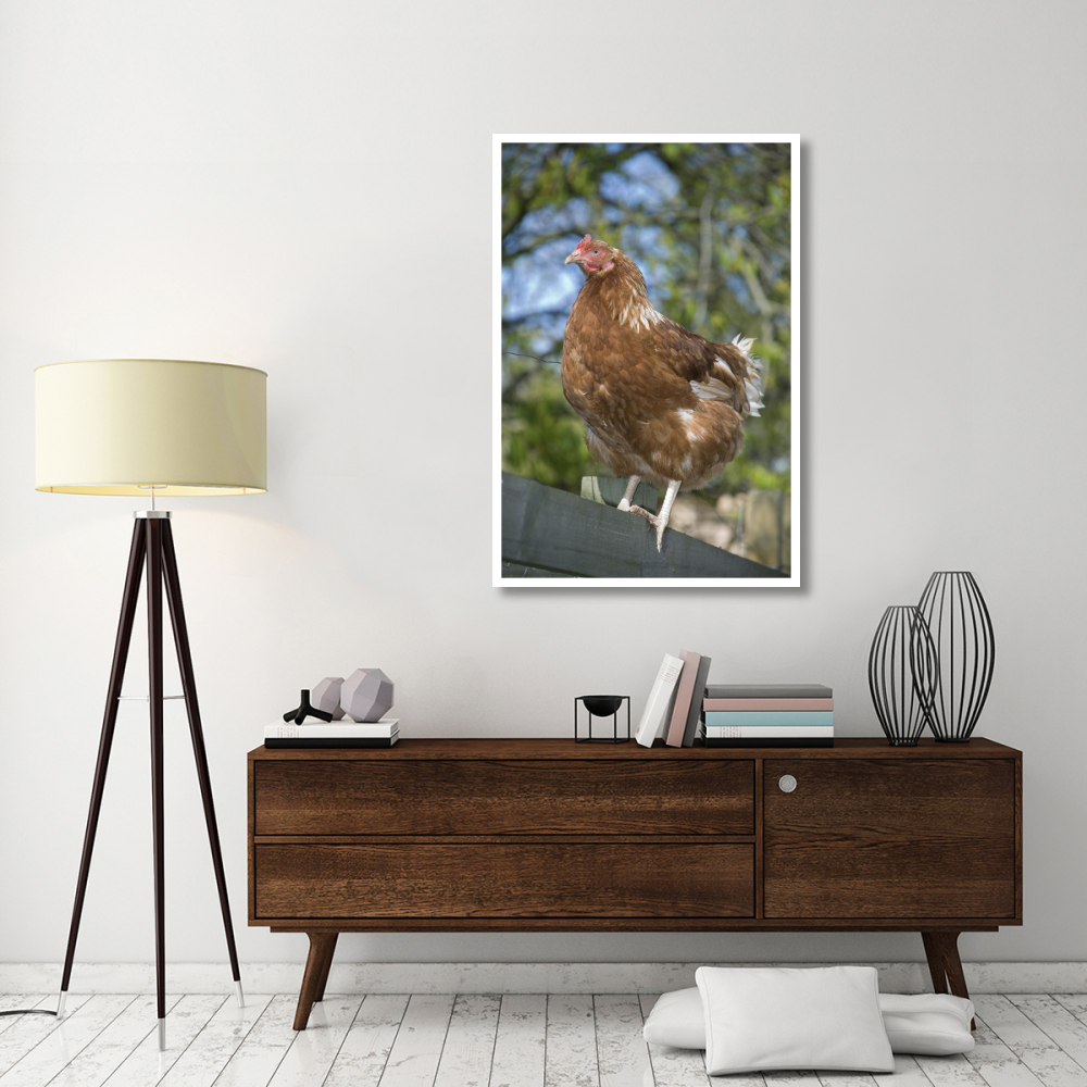 Domestic Chicken, free-range hen, standing on fence, Kent, England-Paper Art-34&quotx50"