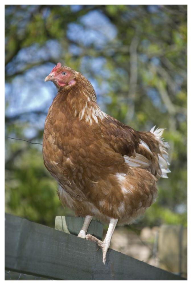 Domestic Chicken, free-range hen, standing on fence, Kent, England-Paper Art-42"x62"