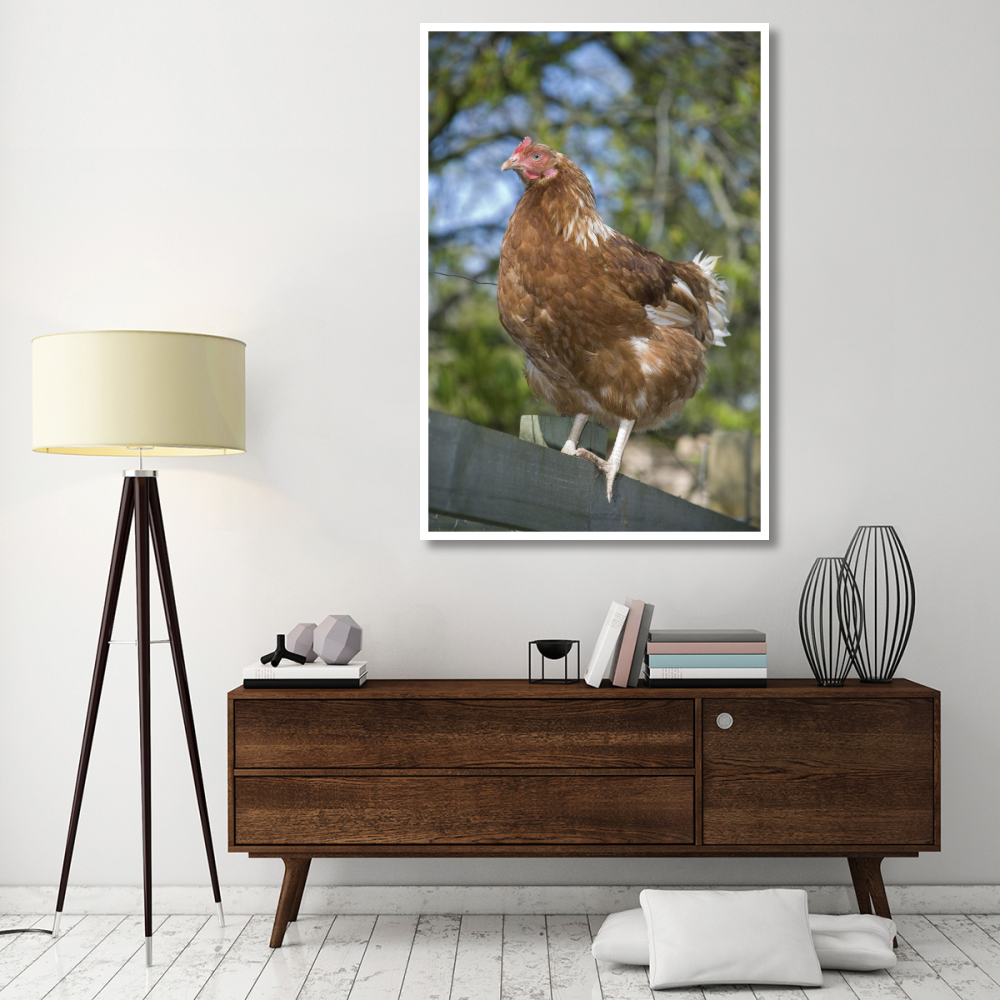 Domestic Chicken, free-range hen, standing on fence, Kent, England-Paper Art-42&quotx62"