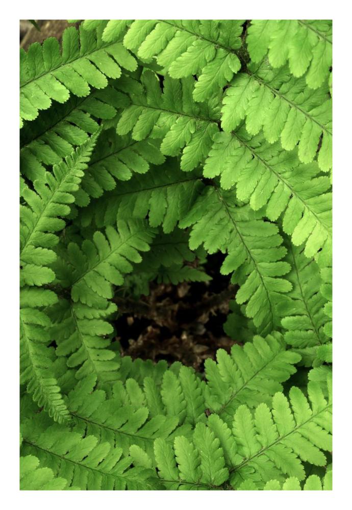 Fern fronds, Netherlands-Paper Art-18"x26"