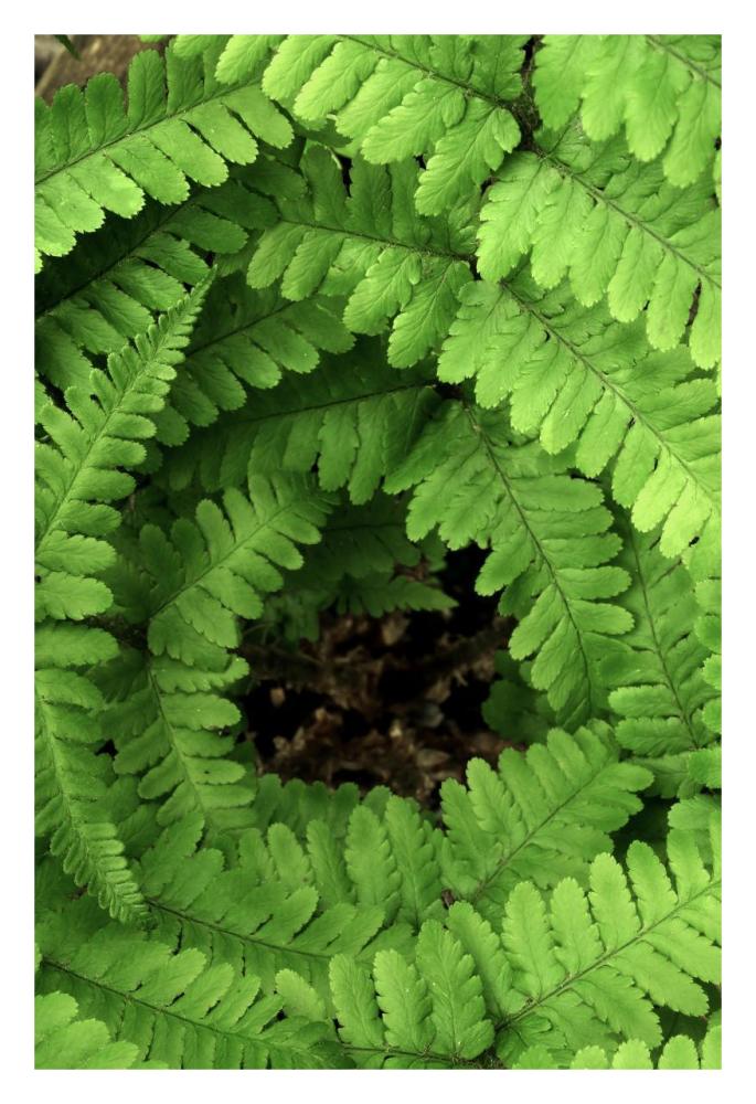 Fern fronds, Netherlands-Paper Art-22"x32"