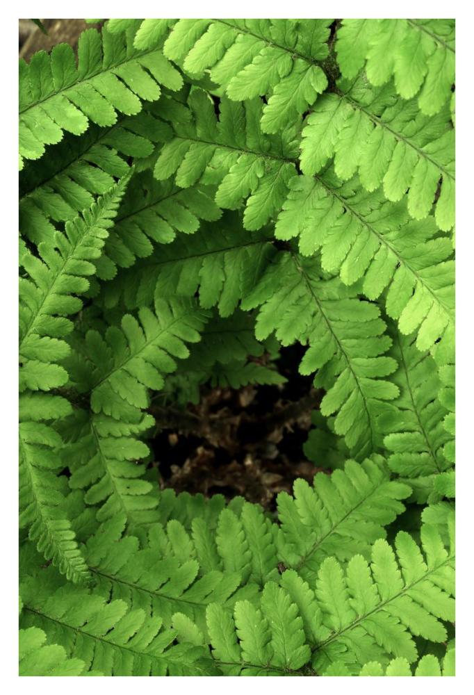 Fern fronds, Netherlands-Paper Art-26"x38"