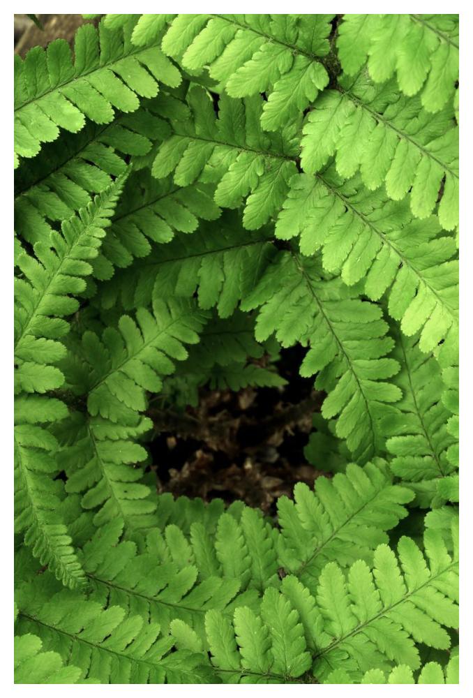Fern fronds, Netherlands-Paper Art-34"x50"