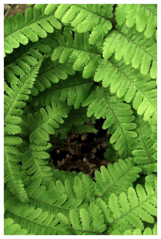 Fern fronds, Netherlands-Paper Art-42"x62"