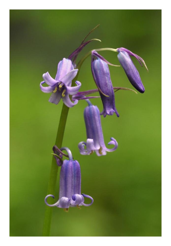 Close-up of Bluebell flower-Paper Art-18"x26"