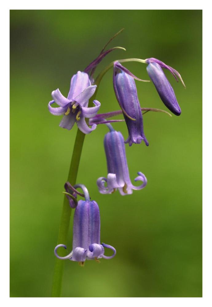Close-up of Bluebell flower-Paper Art-22"x32"