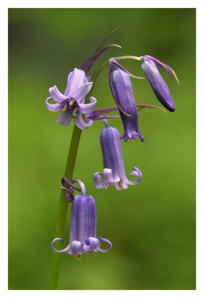 Close-up of Bluebell flower-Paper Art-26"x38"