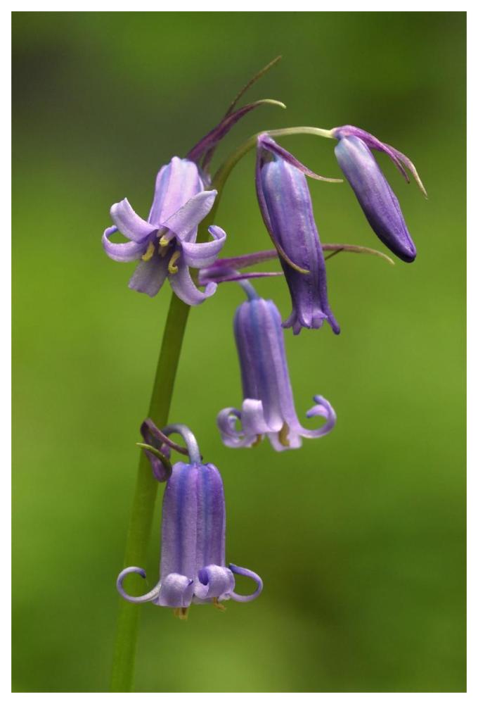 Close-up of Bluebell flower-Paper Art-42"x62"
