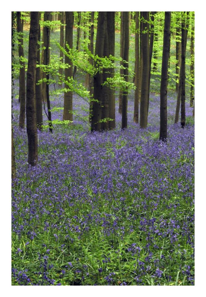 Bluebell carpet in the forest-Paper Art-18"x26"