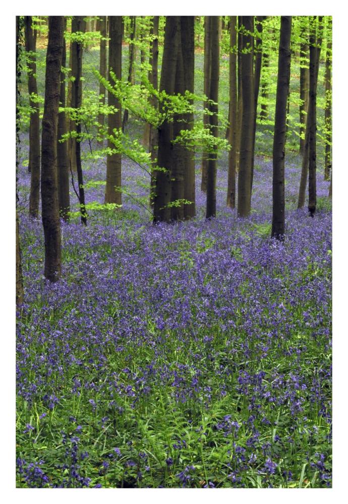 Bluebell carpet in the forest-Paper Art-22"x32"