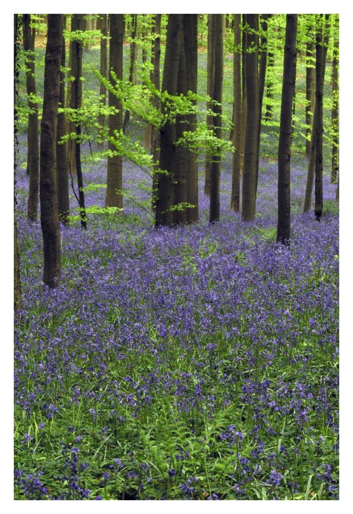 Bluebell carpet in the forest-Paper Art-26"x38"