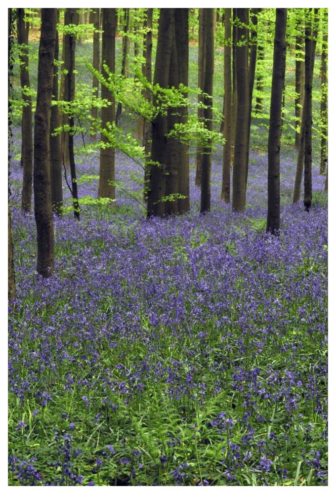 Bluebell carpet in the forest-Paper Art-42"x62"