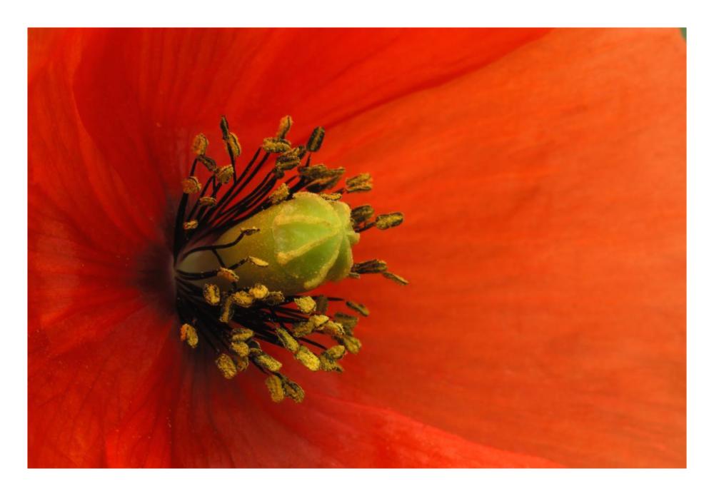 Long-headed Poppy, Netherlands-Paper Art-26"x18"