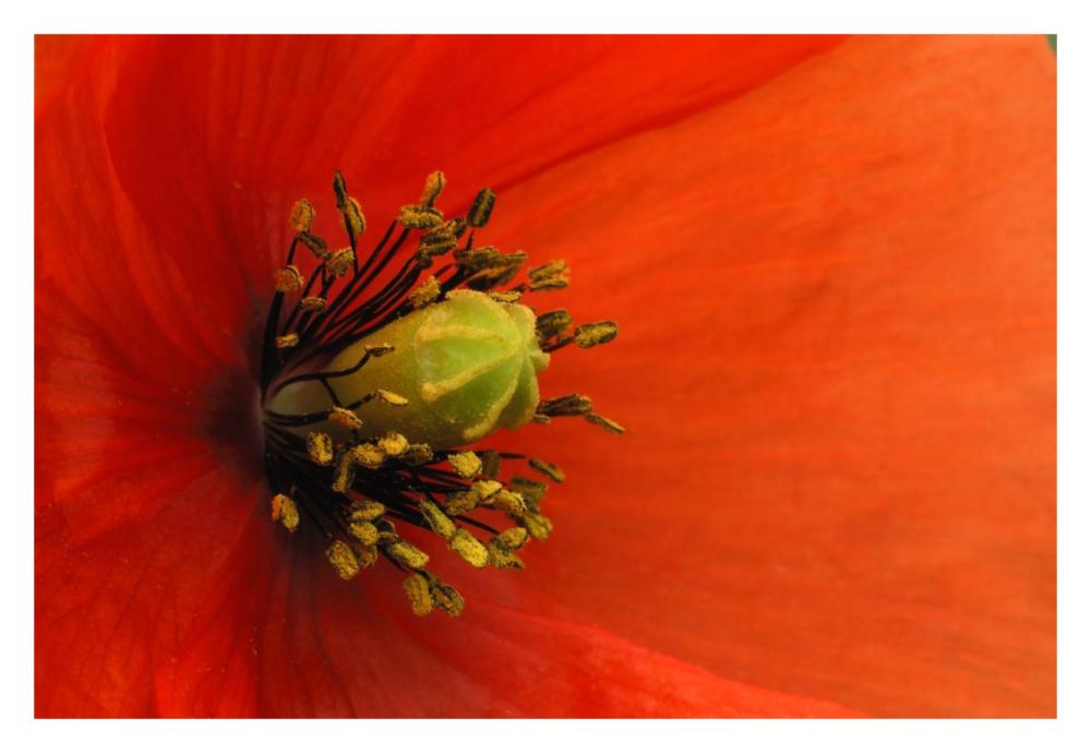 Long-headed Poppy, Netherlands-Paper Art-32"x22"