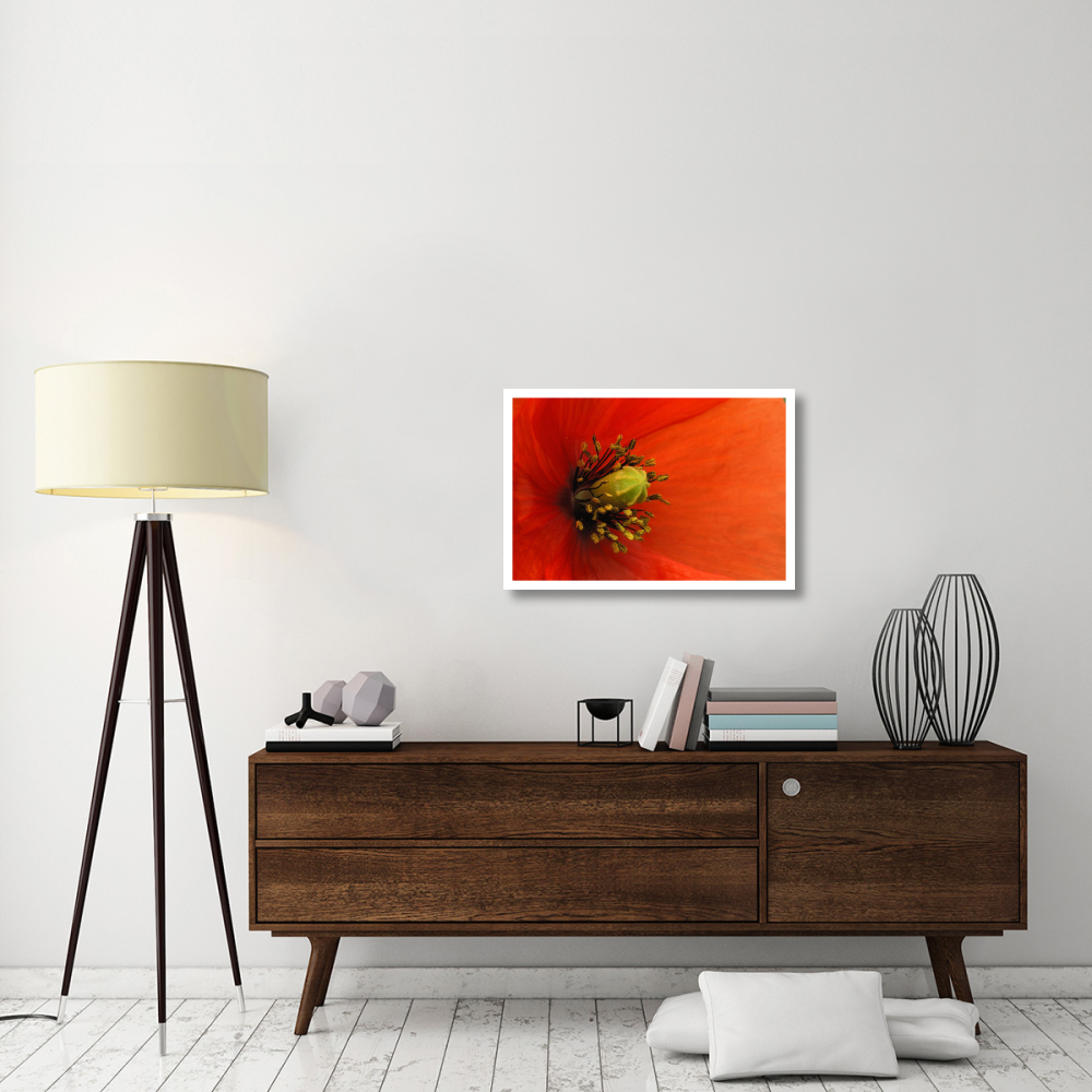 Long-headed Poppy, Netherlands-Paper Art-32&quotx22"
