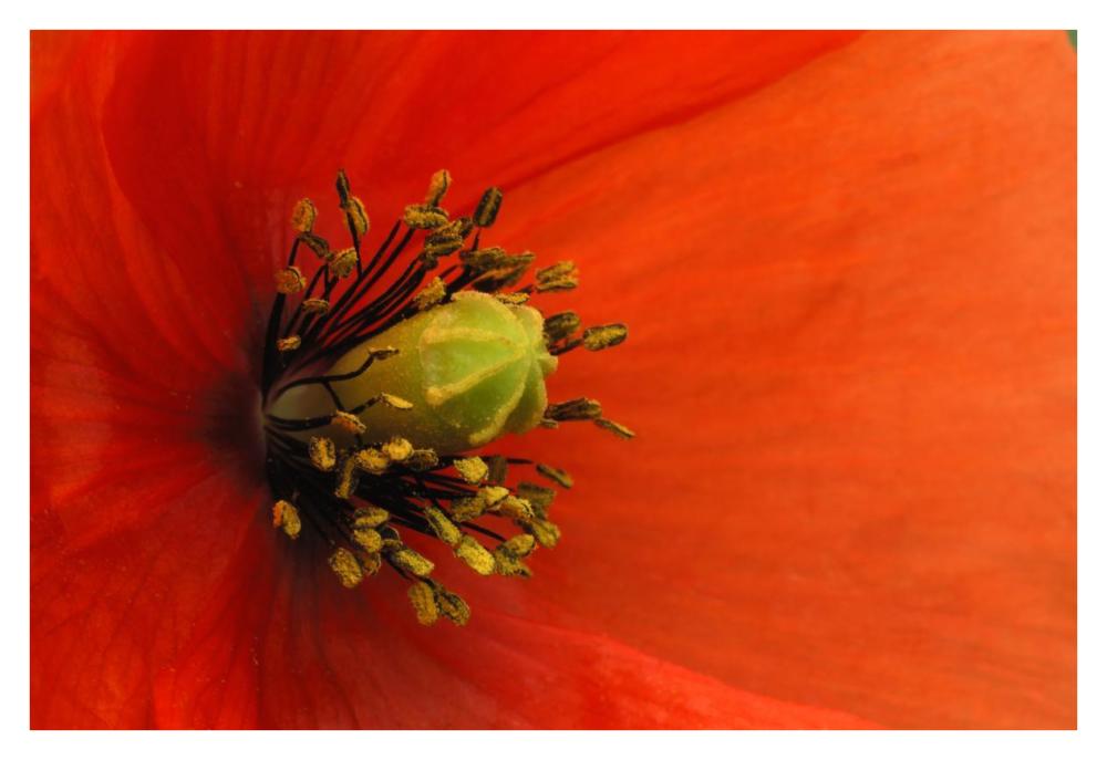 Long-headed Poppy, Netherlands-Paper Art-38"x26"
