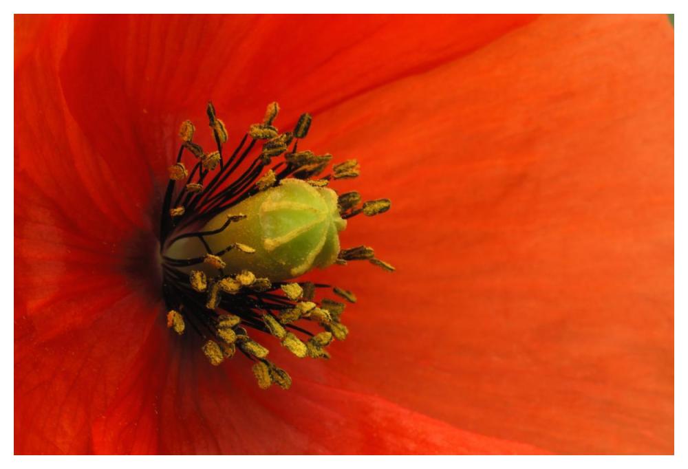 Long-headed Poppy, Netherlands-Paper Art-50"x34"