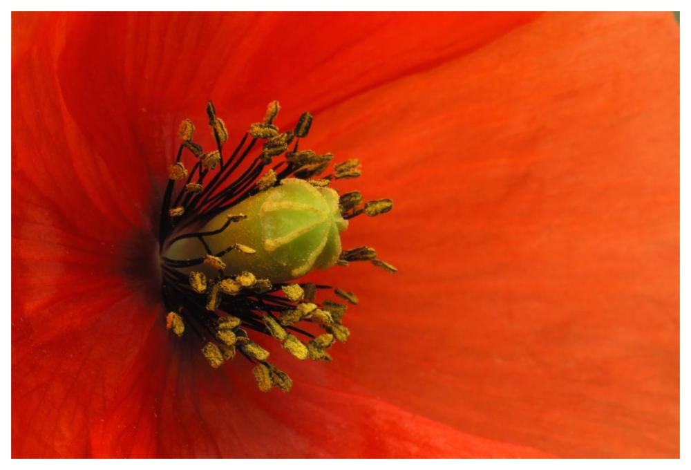 Long-headed Poppy, Netherlands-Paper Art-62"x42"