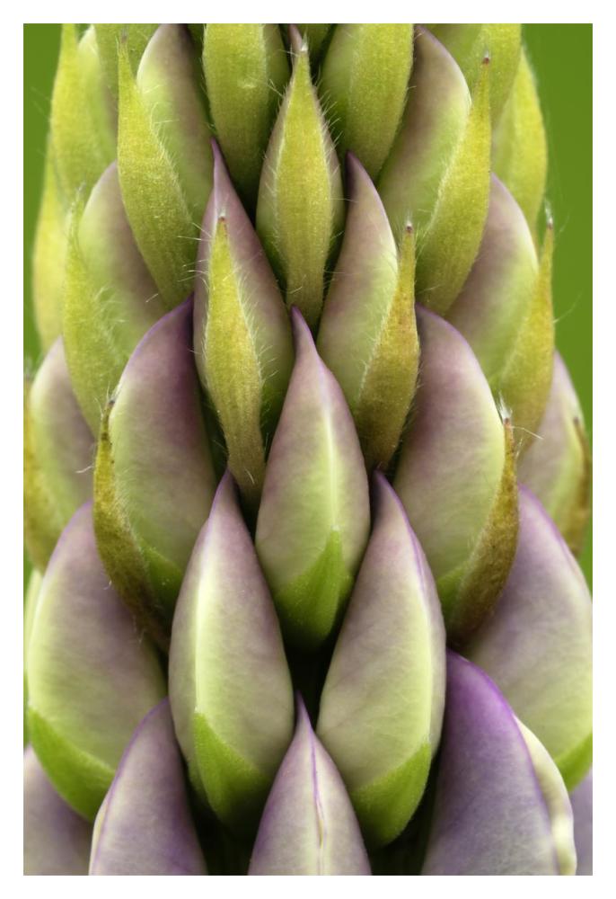 Garden Lupin detail, Netherlands-Paper Art-14"x20"