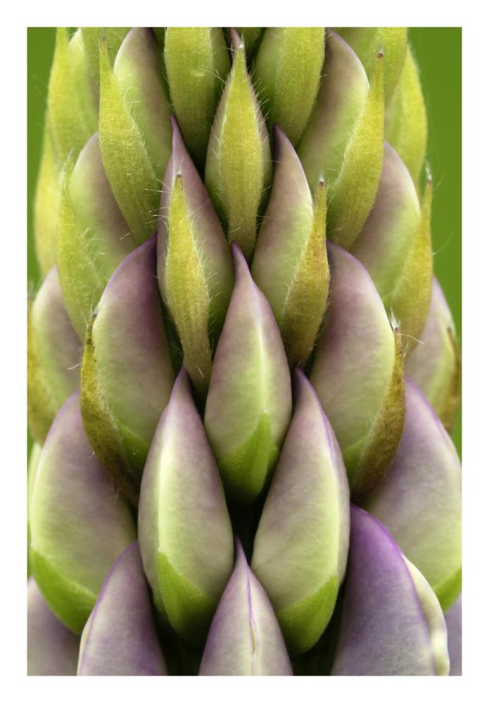 Garden Lupin detail, Netherlands-Paper Art-18"x26"