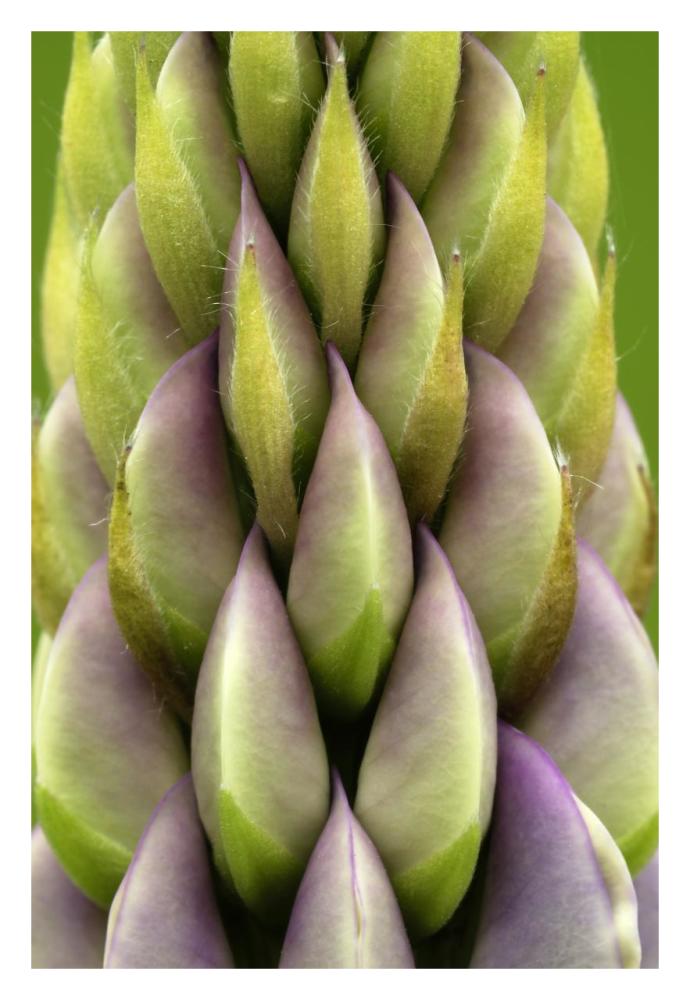 Garden Lupin detail, Netherlands-Paper Art-22"x32"