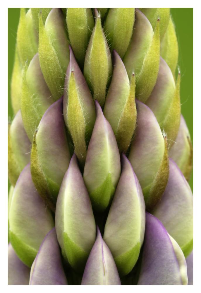 Garden Lupin detail, Netherlands-Paper Art-26"x38"