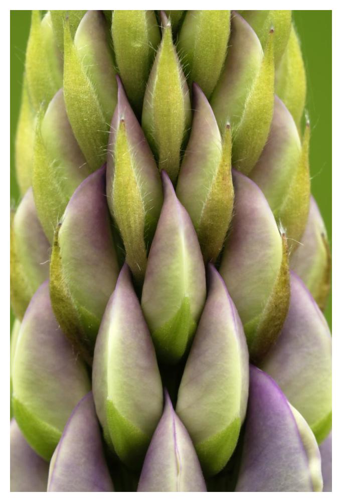 Garden Lupin detail, Netherlands-Paper Art-34"x50"