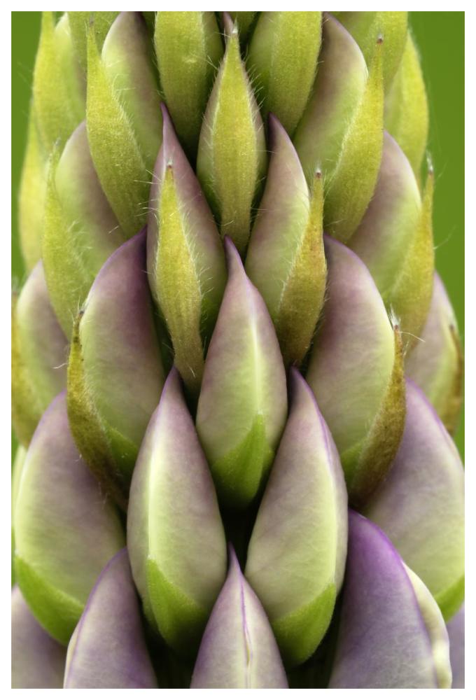 Garden Lupin detail, Netherlands-Paper Art-42"x62"