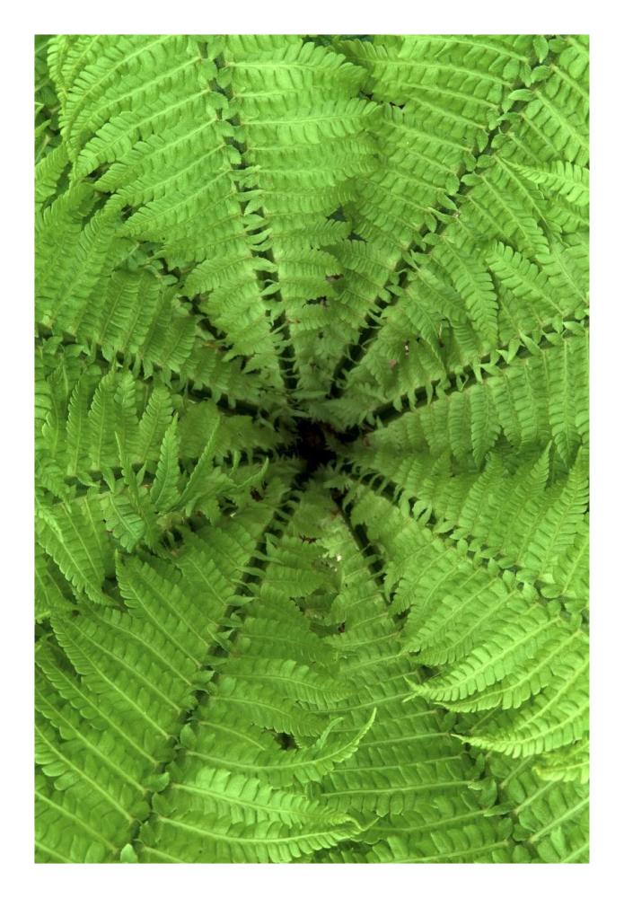 Ostrich Fern fronds, Netherlands-Paper Art-18"x26"
