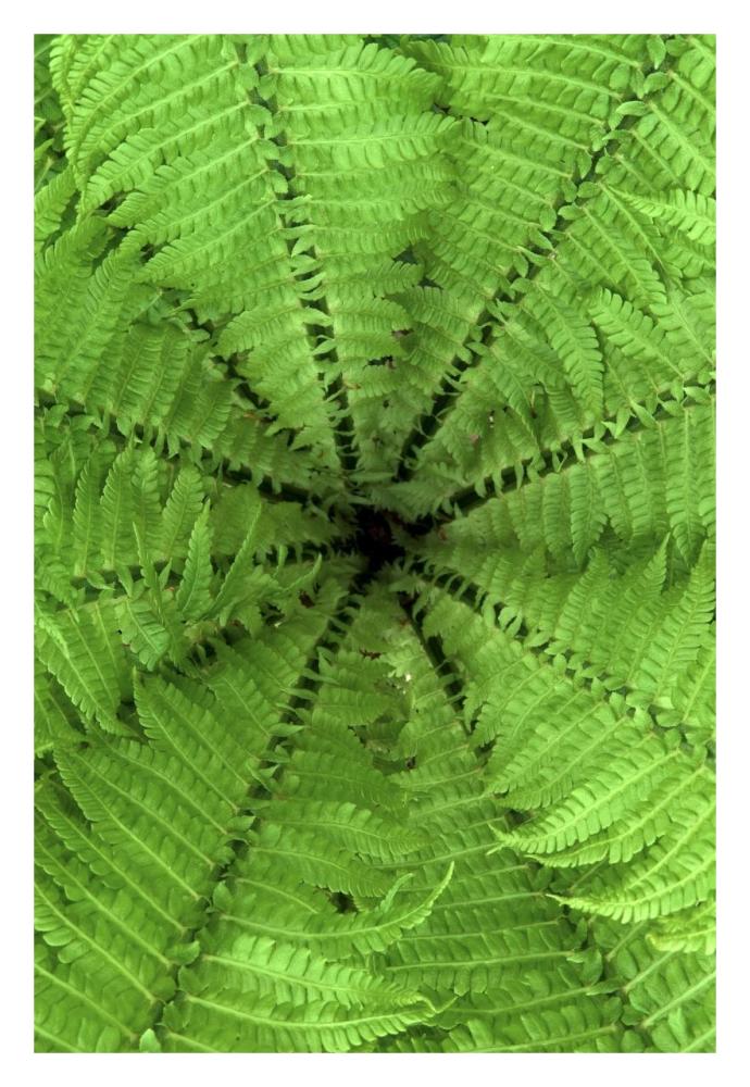 Ostrich Fern fronds, Netherlands-Paper Art-22"x32"