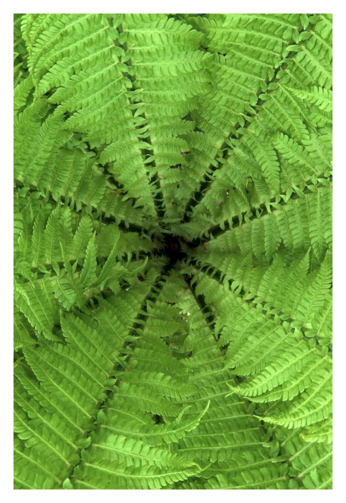Ostrich Fern fronds, Netherlands-Paper Art-26"x38"