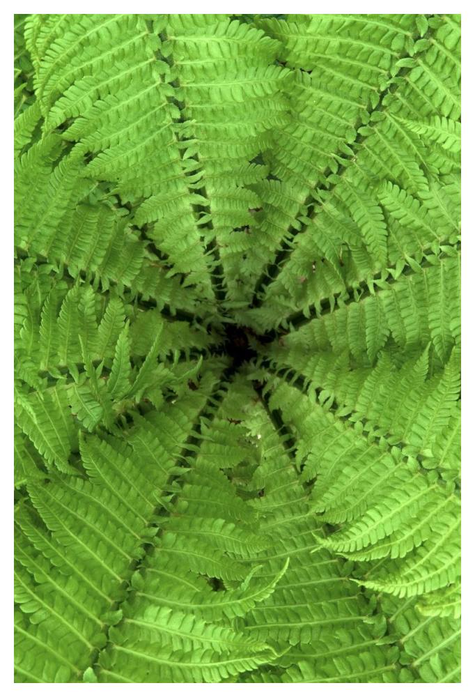 Ostrich Fern fronds, Netherlands-Paper Art-34"x50"